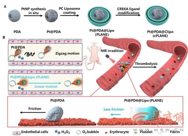 万光证券 西电王忠良教授团队夏玉琼副教授在血栓治疗领域取得突破